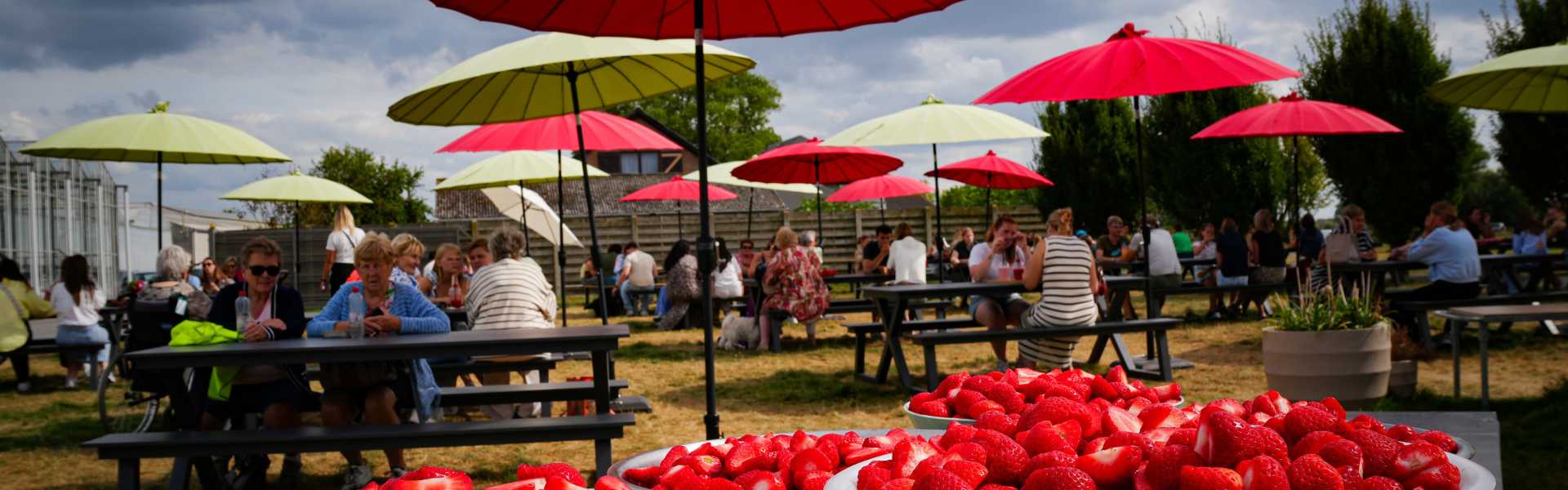 Het buitenterras van Degezelle's Aardbeien Drive-In met rijen rode en lichtgroene parasols boven picknicktafels, naast de serres.